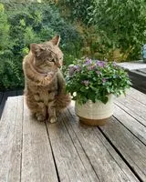 Gatto smarrito(a) a Benodet