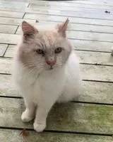 URGENCE : Chat trouvé(e) à Cambes