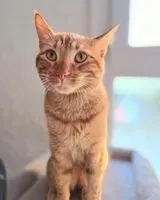 URGÊNCIA: Gato perdido(a) em Salon de Provence