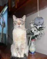 NOTFALL: Katze in Manzanares el Real verloren