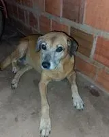 NOTFALL: Hund in Arari verloren
