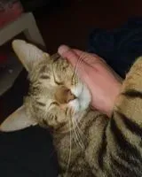 URGENCIA: Gato perdido(a) en Le Mans