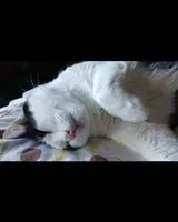 URGENCE : Chat perdu(e) à Anadia