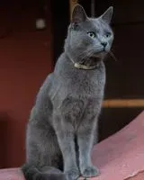 Cat seen in Clichy