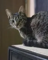 NOTFALL: Katze in Florianópolis verloren