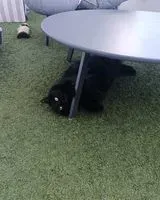Cat lost in Le Loroux-Bottereau