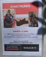 Katze in Sorgues verloren