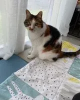 URGÊNCIA: Gato perdido(a) em Gétigné