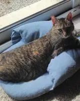 Katze in Tregueux verloren
