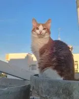 EMERGENCY: Cat lost in Yzeures-sur-Creuse