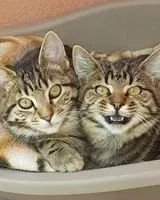 EMERGENCY: Cat lost in Bedenac