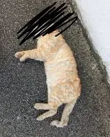 NOTFALL: Katze in Commequiers gefunden