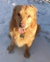Dog lost in Vivoin
