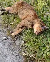 EMERGENCY: Cat found in Unknown location