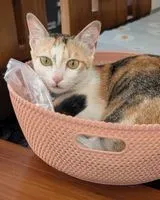 Gatto smarrito(a) a Bengaluru