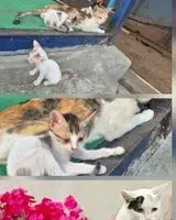 Gato perdido(a) em Navi Mumbai