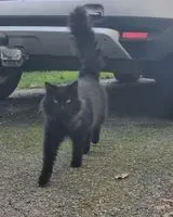 URGÊNCIA: Gato visto(a) em Château-Thébaud