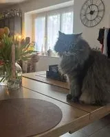 Cat lost in Rezé