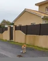 Gato