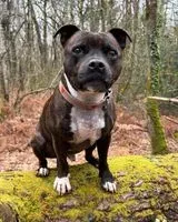 EMERGENCY: Dog lost in Blain