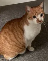 Cat lost in Algés