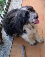EMERGENCY: Dog lost in San Sebastiano Curone