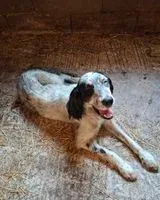 Dog found in Saint-Denis-de-Pile