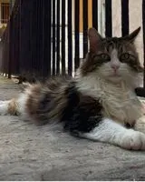 Cat lost in Lyon