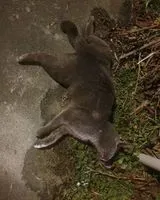 NOTFALL: Katze in Remouillé gefunden