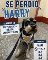 Cane smarrito(a) a Buenos Aires