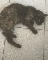 URGENCIA: Gato encontrado(a) en Faleyras