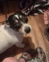 Hund in Biloxi verloren
