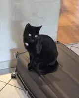 Cat lost in Köln