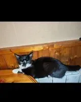 Katze in Clisson verloren