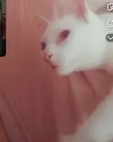 EMERGENCY: Cat lost in Berlin