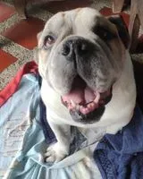 URGENZA: Cane smarrito(a) a Parroquia Guatire