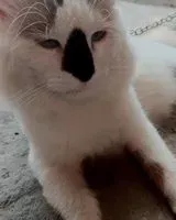 Cat lost in Villasis