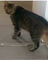 Cat lost in Épône