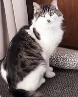 URGÊNCIA: Gato perdido(a) em Beaumont Saint-Cyr