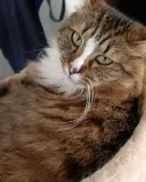 EMERGENCY: Cat lost in Saint-Just