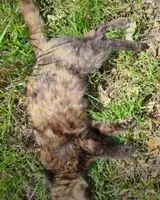 Cat found in Corcoue Sur Logne