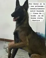 Dog lost in Guatire