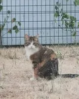 Cat lost in Les Brouzils