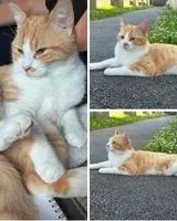 Gatto smarrito(a) a Carquefou