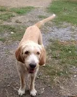 NOTFALL: Hund in Cravencères verloren