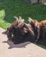 EMERGENCY: Cat lost in Unknown location