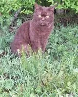 Chat perdu(e) à Saint Philbert De Grand Lieu