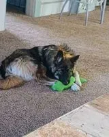 Hund in Moorhead verloren
