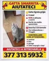 NOTFALL: Katze in Canonica verloren