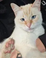 Gatto smarrito(a) a Cugand-la-Bernardière